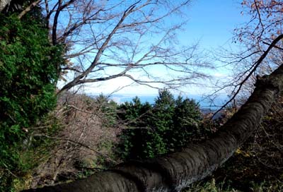 遠くに相模湾。